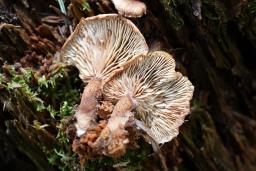 Neolentinus adhaerens