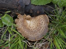 Polyporus tuberaster