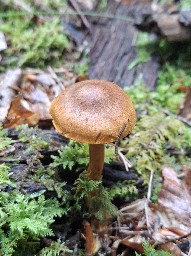 Cortinarius lignicola