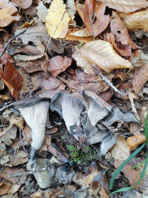 Craterellus cornucopioides