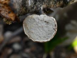 Fomitopsis betulina