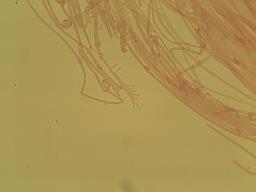 Mycena inclinata