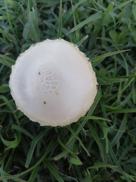 Cyclocybe cylindracea