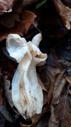 Helvella crispa