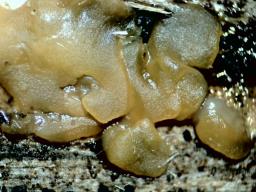 Dacrymyces stillatus