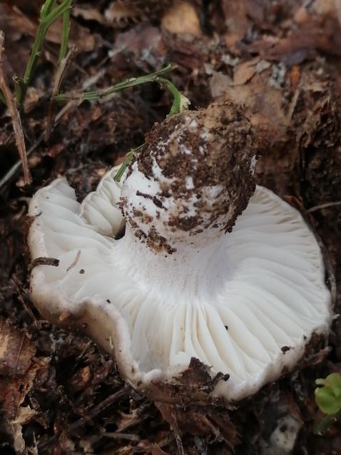 Hygrophorus marzuolus