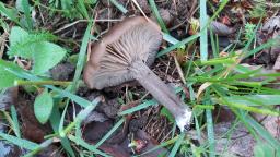 Entoloma sericeum