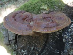 Ganoderma pfeifferi