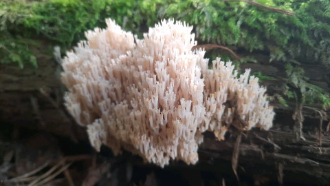 Artomyces pyxidatus