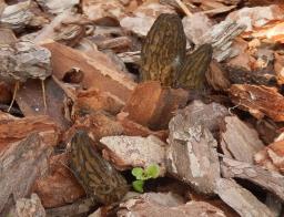 Morchella importuna