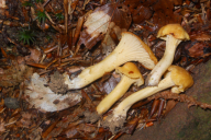 Cantharellus amethysteus