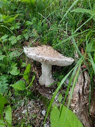 Amanita strobiliformis