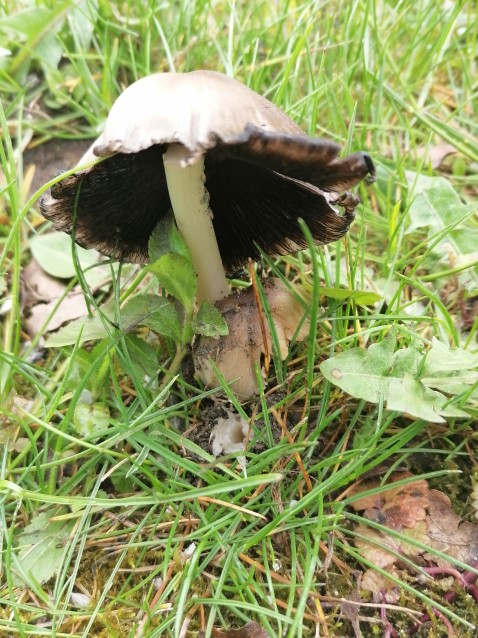 Coprinopsis atramentaria