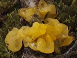 Tremella mesenterica