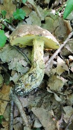 Butyriboletus appendiculatus