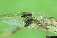 Plagiodera versicolora