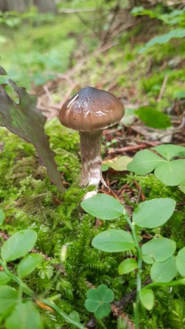 Hygrophorus olivaceoalbus