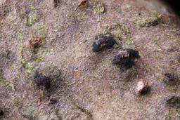 Oligostoma insidiosum