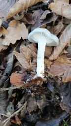 Clitocybe odora