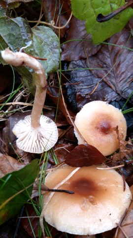 Hygrophorus discoideus