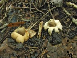 Geastrum fimbriatum