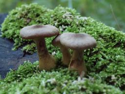 Armillaria cepistipes