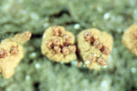 Cryphonectria parasitica