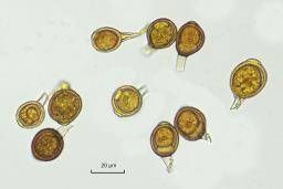 Uromyces tuberculatus