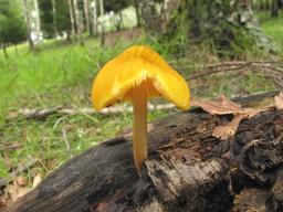 Pluteus leoninus