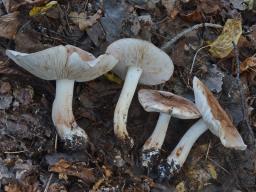 Tricholoma populinum