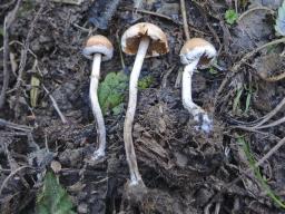 Conocybe vestita