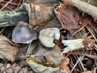 Tricholoma portentosum