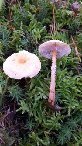 Cystoderma amianthinum