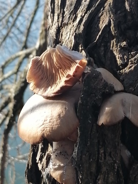 Pleurotus ostreatus