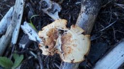 Lentinus arcularius