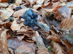 Helvella lacunosa