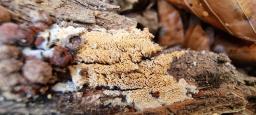 Schizopora paradoxa