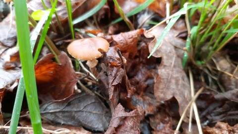 Conocybe aporos