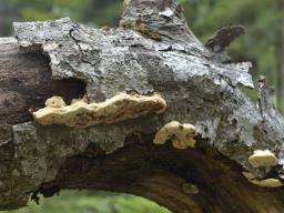 Antrodiella mentschulensis
