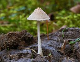 Coprinopsis nivea