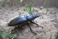 Lucanus cervus