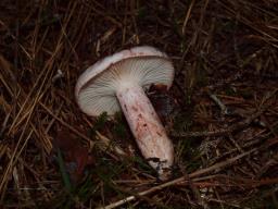 Hygrophorus erubescens