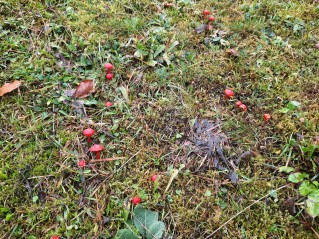 Hygrocybe coccinea