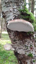 Fomitopsis betulina