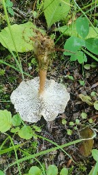 Clitocybe costata