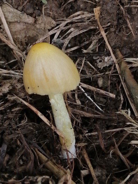 Bolbitius titubans