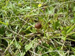 Entoloma anatinum