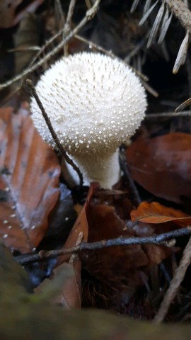 Lycoperdon perlatum