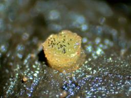 Ascobolus perplexans