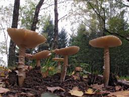 Amanita spadicea